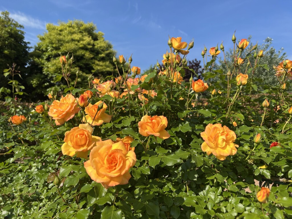 花菜ガーデン