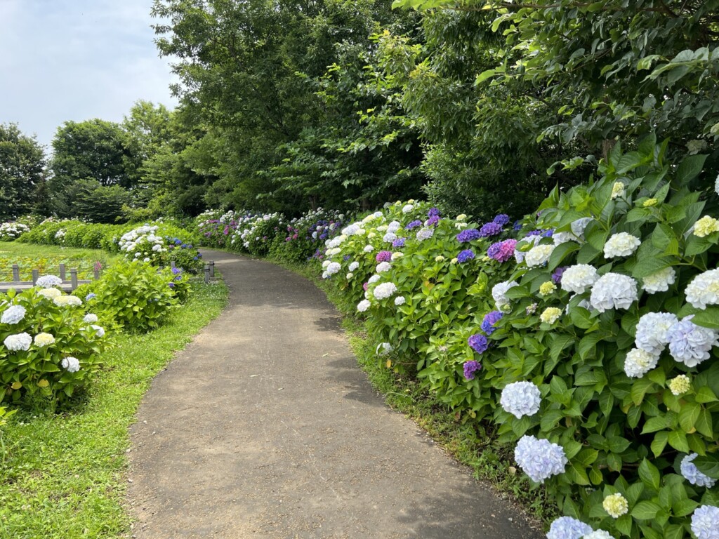 花菜ガーデン　紫陽花