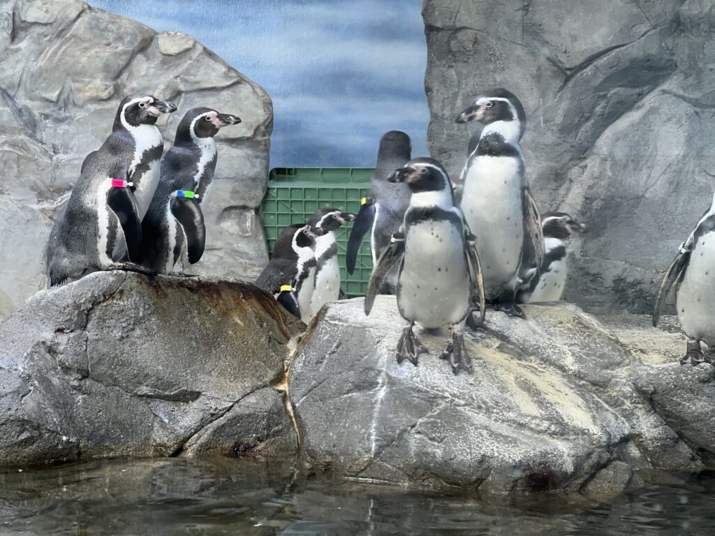 繁忙期の新江ノ島水族館